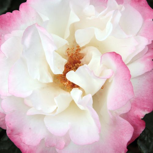 Rosier plantation - Rosa Mami - blanche - buissons - parfum discret - Márk Gergely - -
